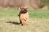 TOSA INU 148